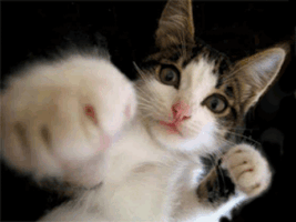 【网红猫】震惊了!被猫欺负的shi掉的UP主